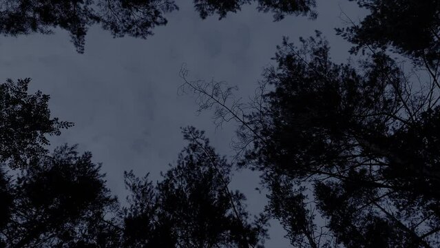 Looking up the night sky in a forest.