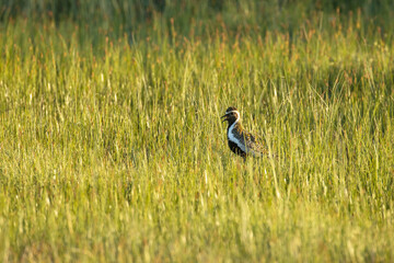 European golden plover standing in a summery bog in Riisitunturi National Park, Finland	