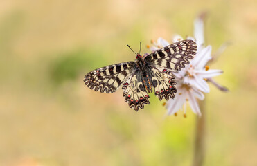 Bitki Üzerinde Güneyli Fisto kelebeği (Zerynthia polyxena)