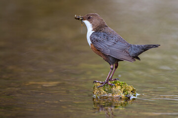 Wasseramsel (Cinclus cinclus)