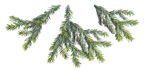 Set watercolor green christmas tree branch isolated on white background. Forest object for sticker or card. Realistic hand-drawn creative clipart for new year celebration invite or wrapping wallpaper © NatashaKun