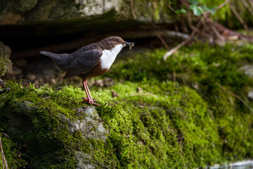 Wasseramsel (Cinclus cinclus)