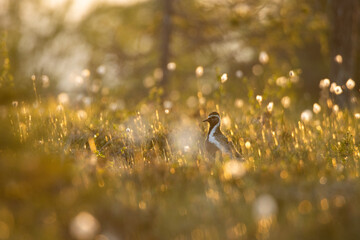 European golden plover standing in a summery bog in Riisitunturi National Park, Finland	