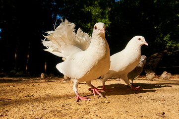 Group of pigeons eating on the ground