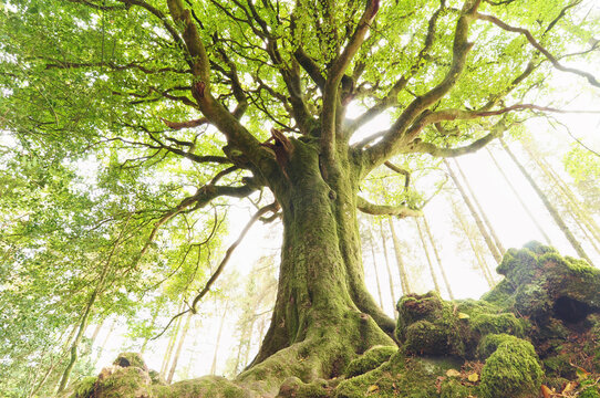 Arbre centenaire en foret, vieux h&ecirc;tre macif.