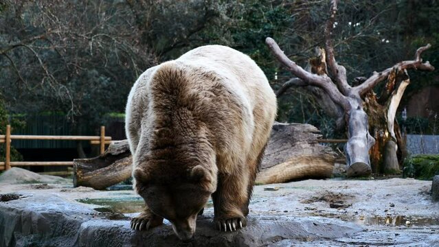 El Oso Pardo (o Ursus arctos)