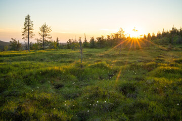 Summery hillside on an evening with a setting sun in Riisitunturi National Park, Finland	
