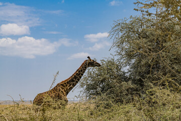Giraffe (camelopardalis) at the Serengeti national park, Tanzania. Wildlife photo