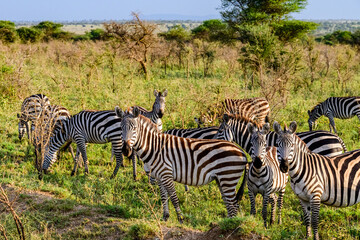 Fototapeta na wymiar Zebras (Hippotigris) at the Serengeti national park, Tanzania. Wildlife photo
