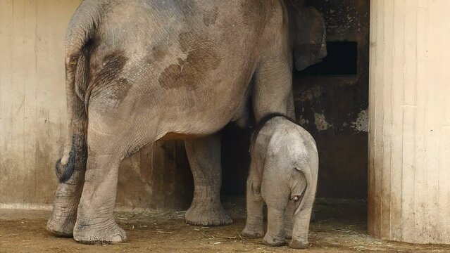 Una cr&iacute;a de elefante mamando junto a su madre,