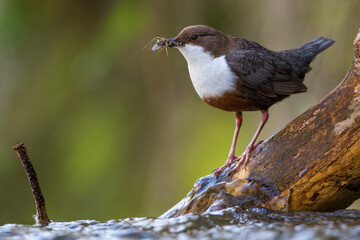 Wasseramsel (Cinclus cinclus)