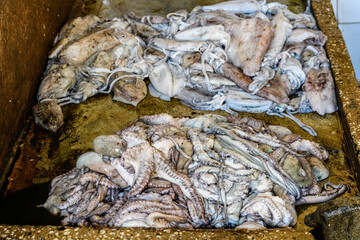 Raw calamari and octopuses for sale at the fish market