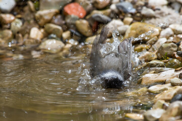 Mönchsgrasmücke (Sylvia atricapilla) Männchen