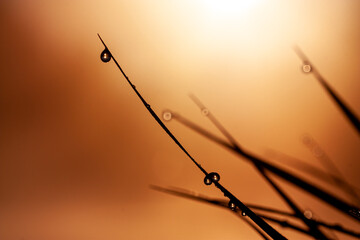 horizontal macro photo with a silhouette of a  grass blade with a dew drops on an orange background during summer sunset
