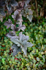 ガンメタリックの葉