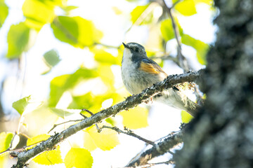 Close-up of colorful male Red-flanked bluetail, Tarsiger cyanurus perched in a summery taiga forest in Valtavaara near Kuusamo, Northern Finland	
