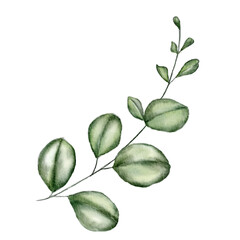 green leaf branche watercolor