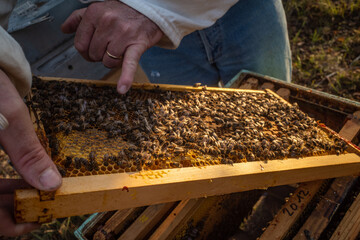 Apiculteur inspectant un cadre de sa ruche