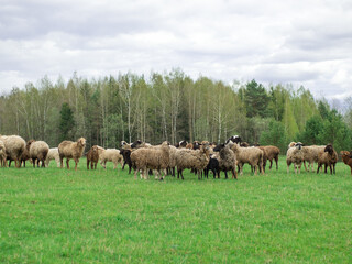 A group of black and white sheep graze on a green meadow, livestock and farming concept