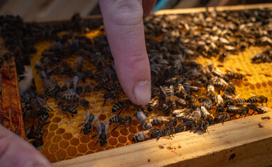 Un apiculteur caresse ses abeilles