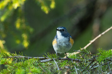 Beautiful Red-flanked bluetail, Tarsiger cyanurus perched in a summery taiga forest near Kuusamo, Northern Finland