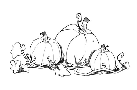 Pumpkin drawing
