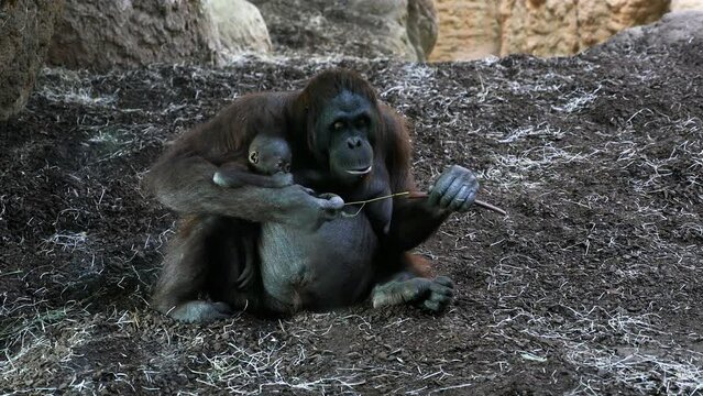 Un gorila con su cr&iacute;a.