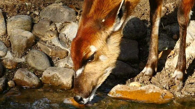 Un joven sitatunga bebiendo agua de un aroyo.
