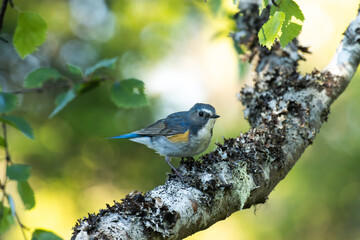 Beautiful Red-flanked bluetail, Tarsiger cyanurus perched in a summery taiga forest near Kuusamo, Northern Finland