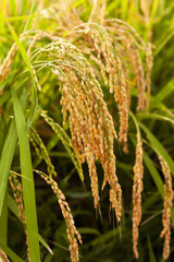 稲穂の実り