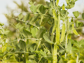 Fresh bright green pea pods on pea plants, peas grow on the beds in the vegetable garden