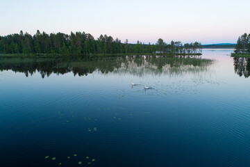 Obraz na płótnie Canvas Aerial of Whooper swans swimming on late night summery lake near Kuusamo, Northern Finland 