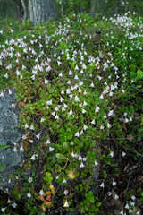 Fototapeta premium A patch of flowering Twinflowers, Linnaea borealis in a summery Finnish taiga forest near Kuusamo