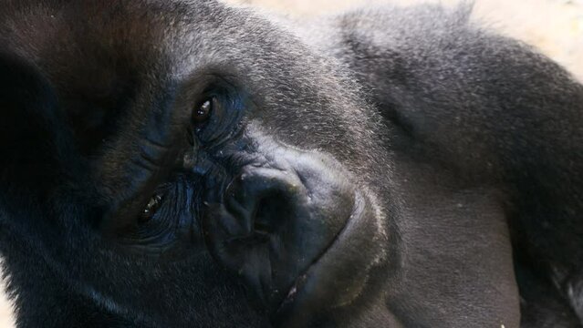 Detalle de la cara de un orangut&aacute;n de mirada triste.