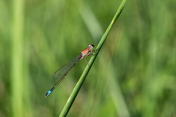 Ischnura elegans - Blue-tailed damselfly - Ischnure élégante