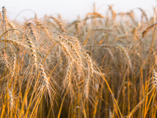 Bright ripe grain field - yellow wheat .harvesting