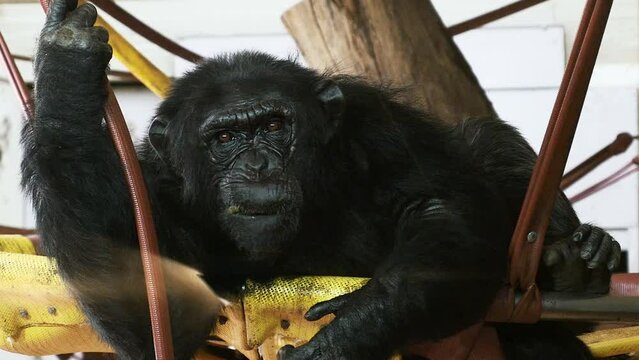 Un chimpanc&eacute; sobre un columpio.