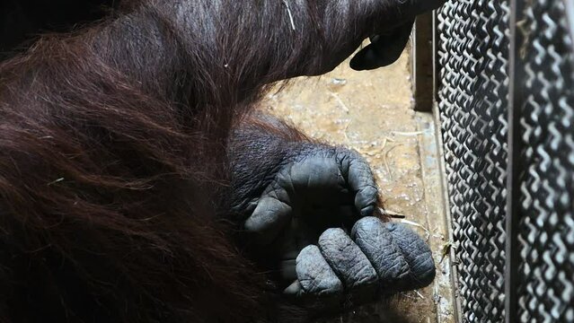Detalle de la mamo de un gorila encerrado entre rejas.