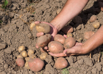 Fresh potato harvest in the garden. The farmer digs potatoes out of the ground.