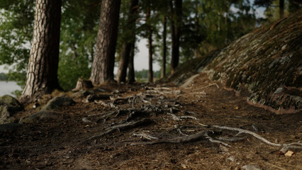 detail shot of forest path