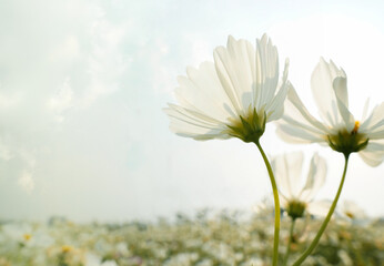 White cosmos flowers in the cosmos field. Daytime. Background image.