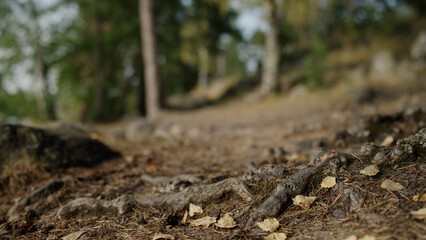 detail shot of forest path