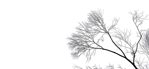Dry branches silhouette under white sky