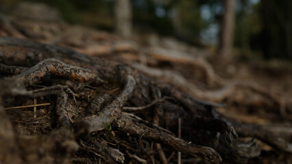 detail shot of forest path