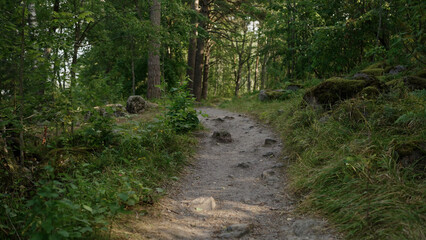 detail shot of forest path