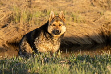 Plakat Calm German shepherd standing on a river bank on 1a spring evening in Estonia, Europe. 