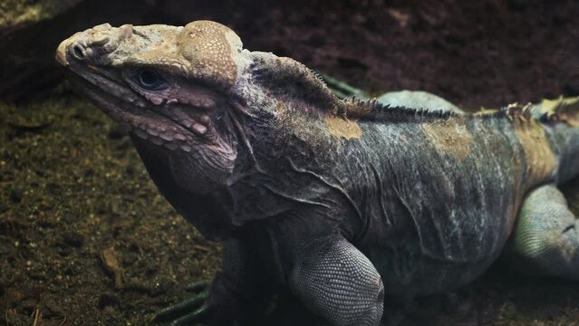 Paneo de un lagarto rinoceronte.