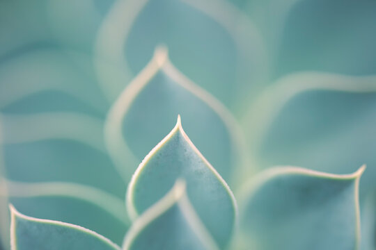 a beautiful flower found in nature.Blue Succulent close-up