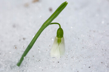 white snowdrop flower just emerging from under the snow
