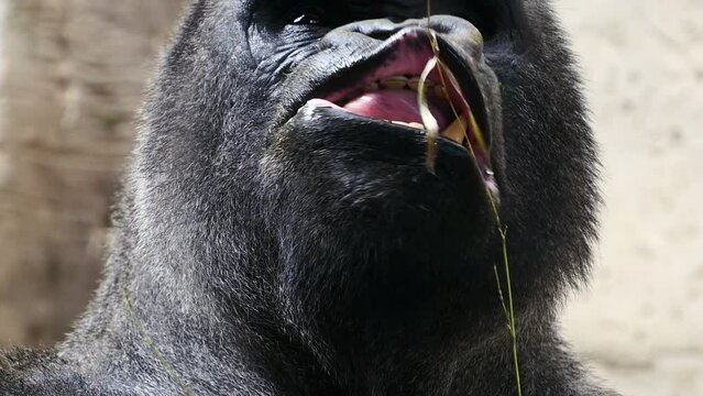 Detalle de la boca de un orangután comiendo.